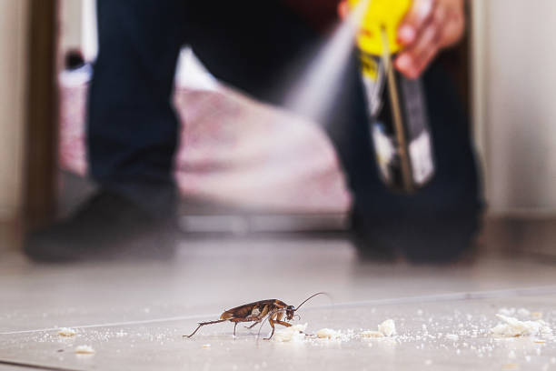 Trusted Seagraves, TX Pest Control Experts